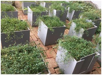 The Role of Root Morphology and Pulling Direction in Pullout Resistance of Alfalfa Roots
